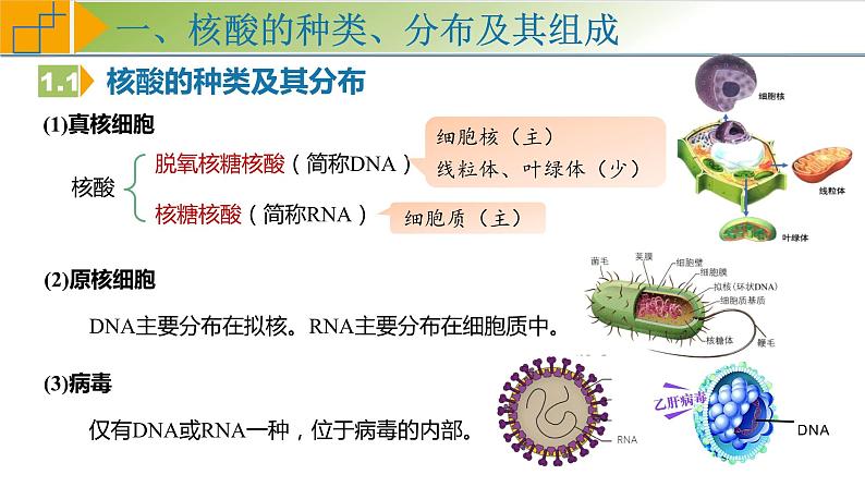 2.5 核酸是遗传信息的携带者 课件 高中生物学人教版2019必修105