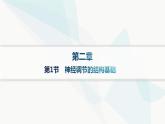 人教A版高中生物选择性必修1稳态与调节第2章神经调节第4节神经系统的分级调节分层作业课件