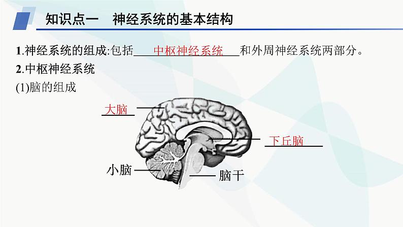 人教A版高中生物选择性必修1稳态与调节第2章神经调节第1节神经调节的结构基础课件第5页