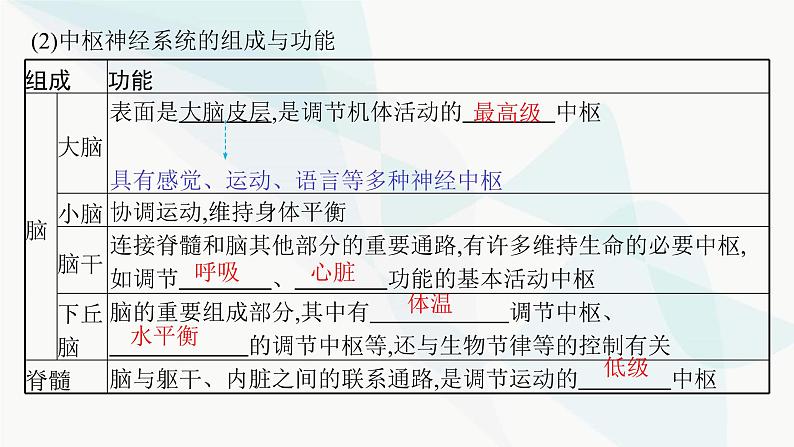 人教A版高中生物选择性必修1稳态与调节第2章神经调节第1节神经调节的结构基础课件第6页