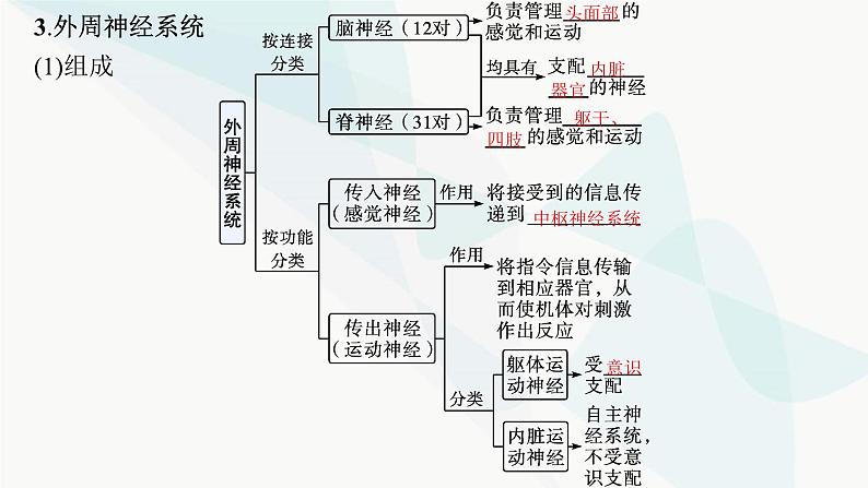 人教A版高中生物选择性必修1稳态与调节第2章神经调节第1节神经调节的结构基础课件第8页