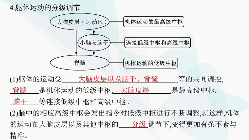 人教A版高中生物选择性必修1稳态与调节第2章神经调节第4节神经系统的分级调节课件第8页