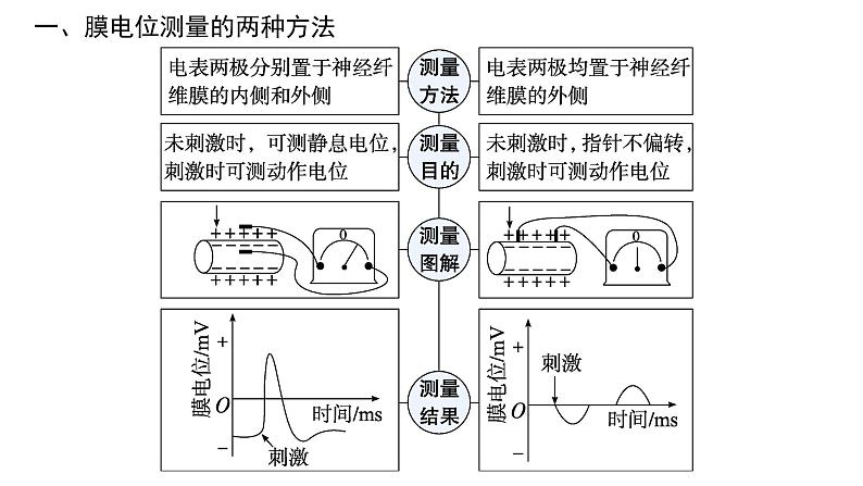 人教A版高中生物选择性必修1稳态与调节第2章神经调节微专题(一)电表指针偏转问题分析及兴奋传导特点的实验探究课件02