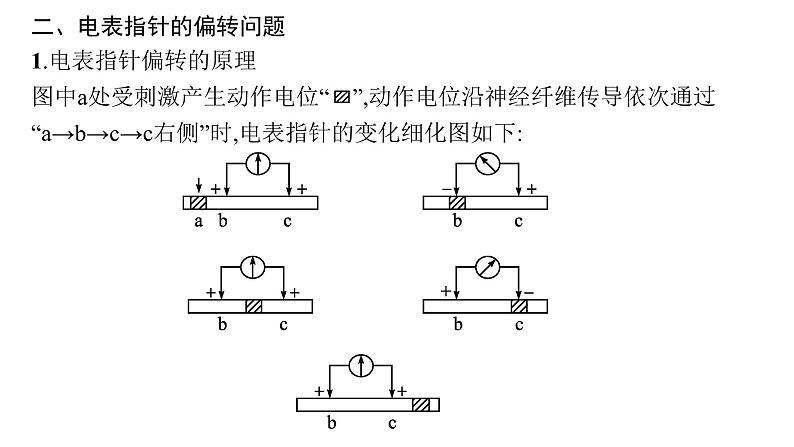 人教A版高中生物选择性必修1稳态与调节第2章神经调节微专题(一)电表指针偏转问题分析及兴奋传导特点的实验探究课件05