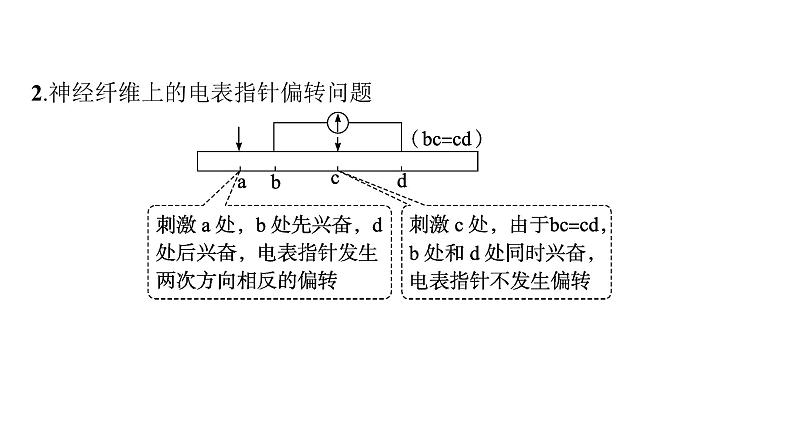 人教A版高中生物选择性必修1稳态与调节第2章神经调节微专题(一)电表指针偏转问题分析及兴奋传导特点的实验探究课件06