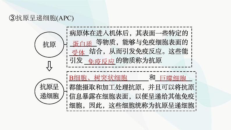 人教A版高中生物选择性必修1稳态与调节第4章免疫调节第1节免疫系统的组成和功能课件08