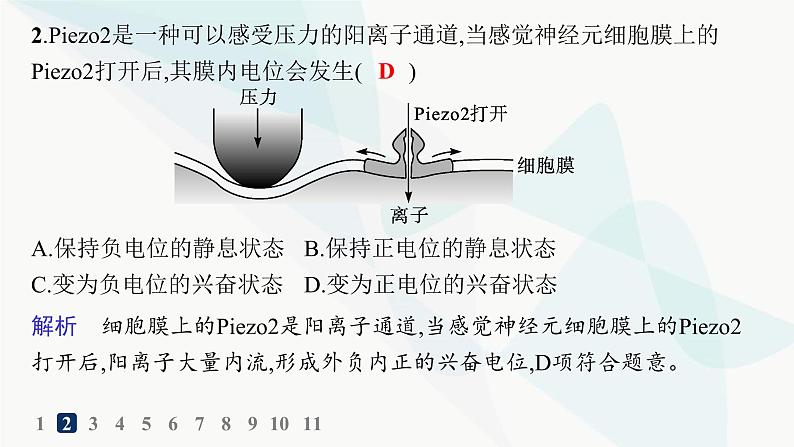 人教A版高中生物选择性必修1稳态与调节第2章神经调节第3节第1课时兴奋在神经纤维上的传导分层作业课件04