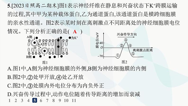 人教A版高中生物选择性必修1稳态与调节第2章神经调节第3节第1课时兴奋在神经纤维上的传导分层作业课件08