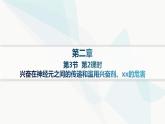 人教A版高中生物选择性必修1稳态与调节第2章神经调节第3节第2课时兴奋在神经元之间的传递和滥用兴奋剂、吸食毒品的危害分层作业课件
