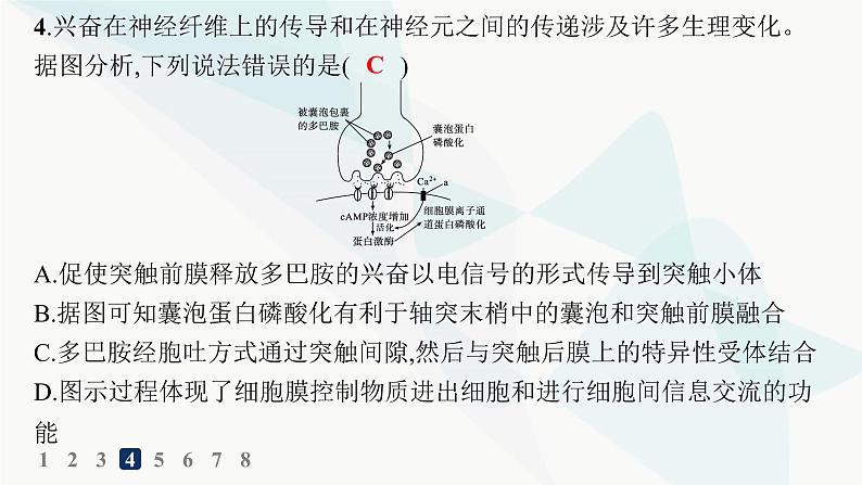 人教A版高中生物选择性必修1稳态与调节第2章神经调节第3节第2课时兴奋在神经元之间的传递和滥用兴奋剂、吸食毒品的危害分层作业课件08