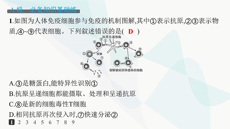 人教A版高中生物选择性必修1稳态与调节第4章免疫调节第2节第2课时细胞免疫及体液免疫和细胞免疫的协调配合分层作业课件02