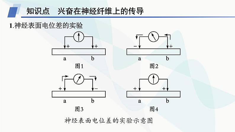 人教A版高中生物选择性必修1稳态与调节第2章神经调节第3节第1课时兴奋在神经纤维上的传导课件05