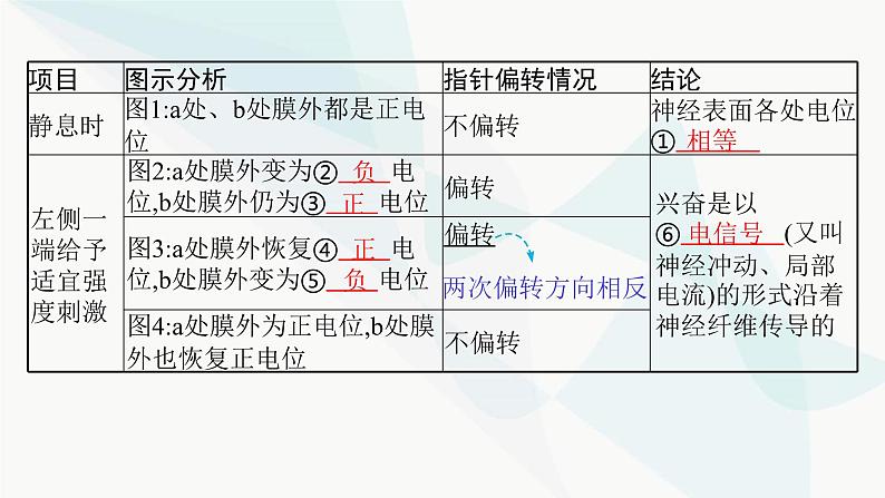 人教A版高中生物选择性必修1稳态与调节第2章神经调节第3节第1课时兴奋在神经纤维上的传导课件06