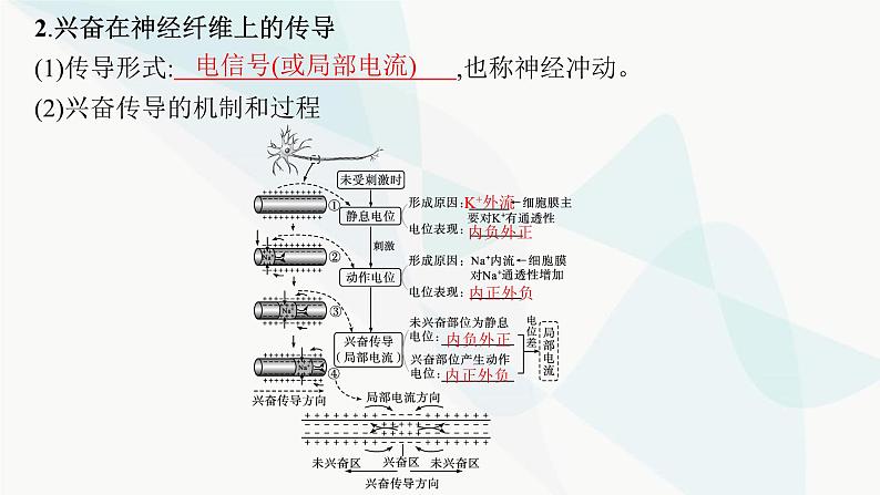 人教A版高中生物选择性必修1稳态与调节第2章神经调节第3节第1课时兴奋在神经纤维上的传导课件07