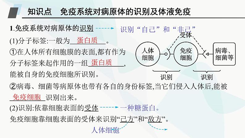 人教A版高中生物选择性必修1稳态与调节第4章免疫调节第2节第1课时体液免疫课件05