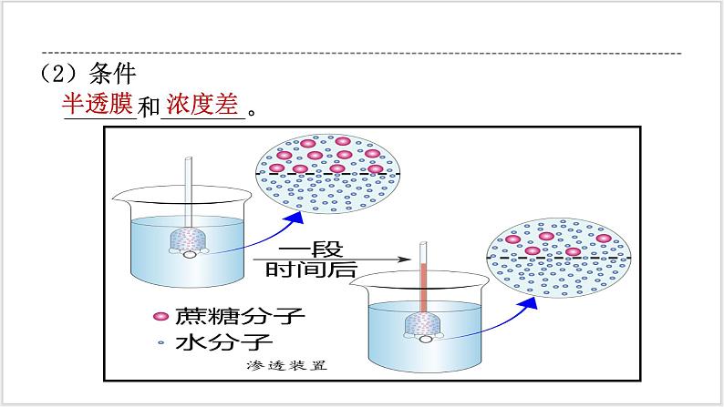 人教版2019必修一高中生物学4《细胞的物质输入和输出》课件+同步分层练习05