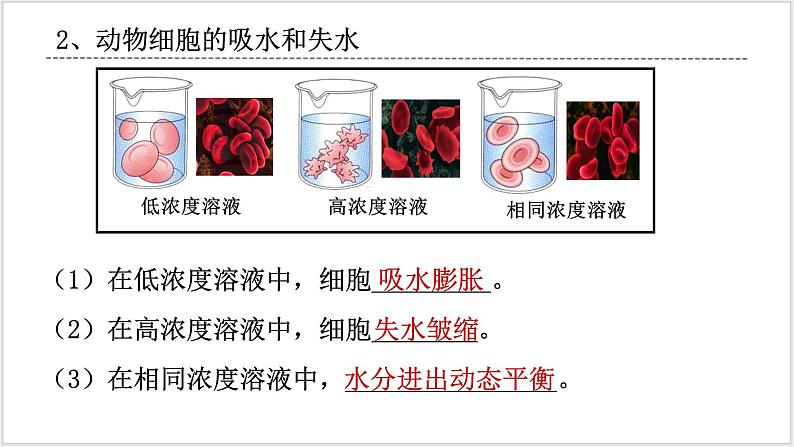 人教版2019必修一高中生物学4《细胞的物质输入和输出》课件+同步分层练习07