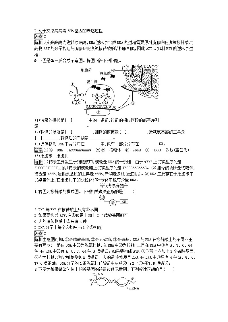 新教材2023年高中生物第4章基因的表达第1节基因指导蛋白质的合成课后训练新人教版必修2第3页