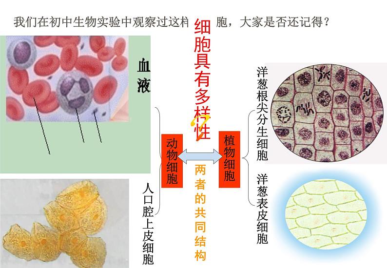 1.2细胞的多样性和统一性课件PPT第4页