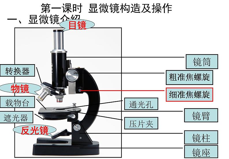 1.2细胞的多样性和统一性课件PPT第7页