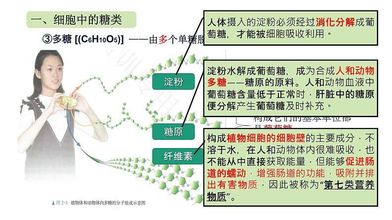 2.3 细胞中的糖类和脂质课件PPT08