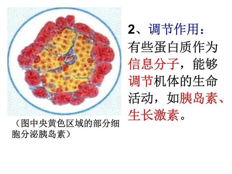 2.4  蛋白质是生命活动的主要承担者课件PPT06