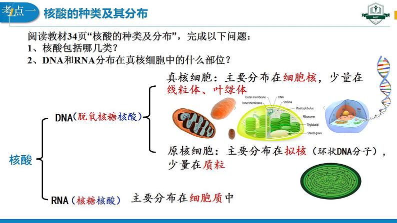 2.5 核酸是遗传信息的携带者课件PPT第6页