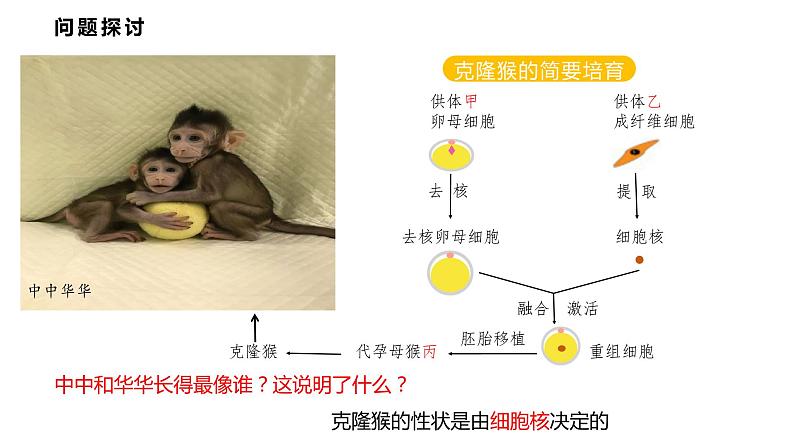 3.3 细胞核的结构和功能课件PPT第2页