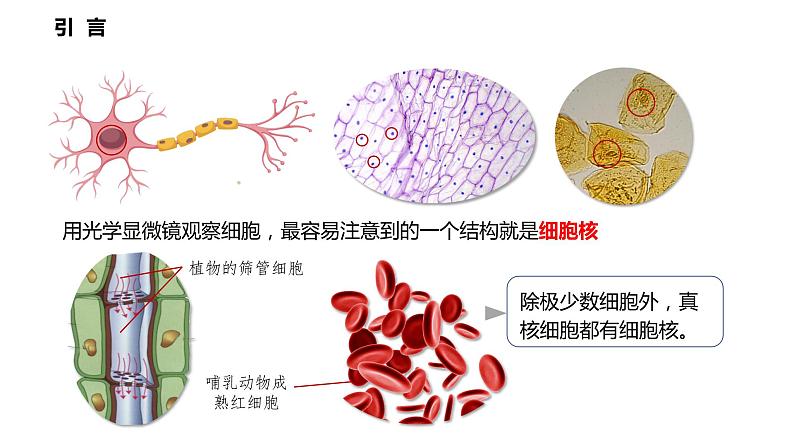 3.3 细胞核的结构和功能课件PPT第3页