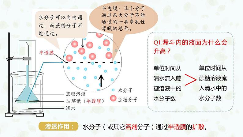 4.1.1 探究植物细胞的吸水和失水实验与被动运输课件PPT04