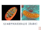 5.3 细胞呼吸的原理和应用（第1课时）课件PPT