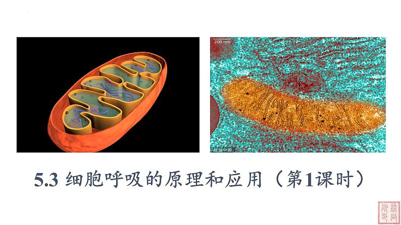 5.3 细胞呼吸的原理和应用（第1课时）课件PPT第1页