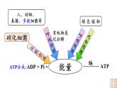 5.3 细胞呼吸的原理和应用（第1课时）课件PPT