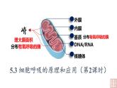 5.3 细胞呼吸的原理和应用（第2课时课件PPT