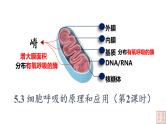 5.3 细胞呼吸的原理和应用（第2课时课件PPT