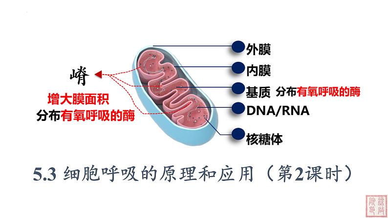 5.3 细胞呼吸的原理和应用（第2课时课件PPT第1页