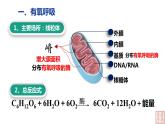 5.3 细胞呼吸的原理和应用（第2课时课件PPT