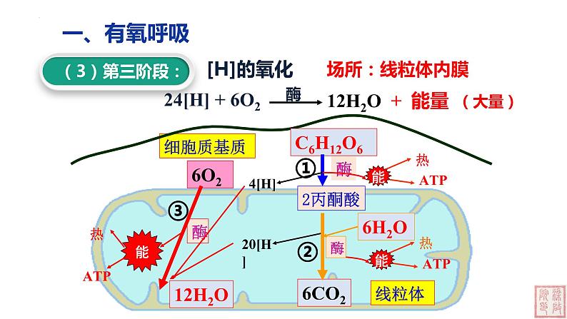 5.3 细胞呼吸的原理和应用（第2课时课件PPT第6页