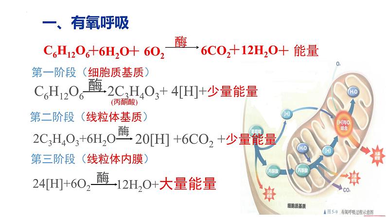 5.3 细胞呼吸的原理和应用（第2课时课件PPT第7页
