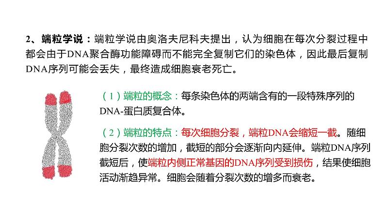 6.3 细胞的衰老和死亡课件PPT第8页