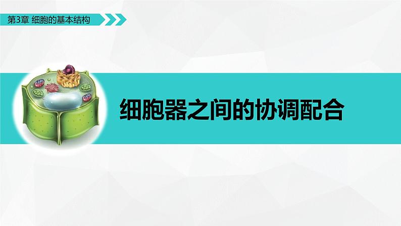 3.2.2 细胞器之间的协调配合课件PPT04