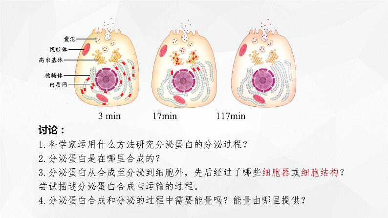 3.2.2 细胞器之间的协调配合课件PPT08