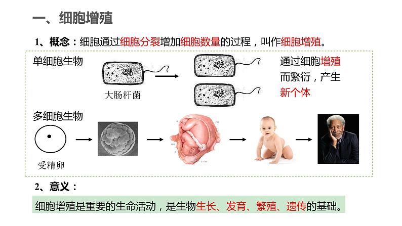 6.1.1 细胞增殖、细胞周期和高等植物细胞的有丝分裂课件PPT05