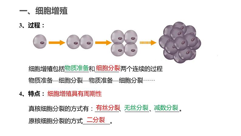 6.1.1 细胞增殖、细胞周期和高等植物细胞的有丝分裂课件PPT06