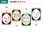 6.1.2 动物细胞的有丝分裂、真核细胞的无丝分裂及观察根尖分生区组织细胞的有丝分裂课件PPT