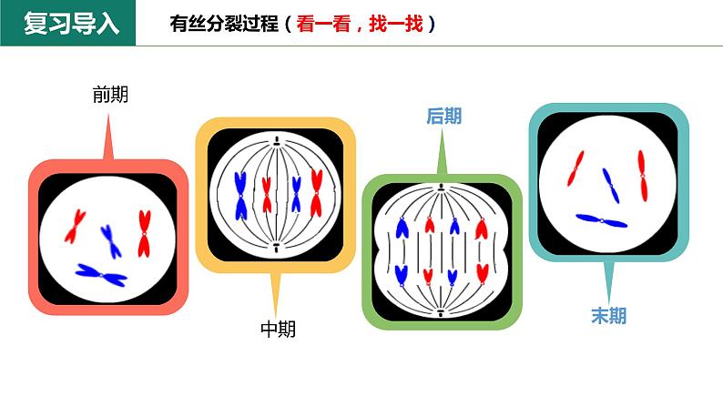 6.1.2 动物细胞的有丝分裂、真核细胞的无丝分裂及观察根尖分生区组织细胞的有丝分裂课件PPT02