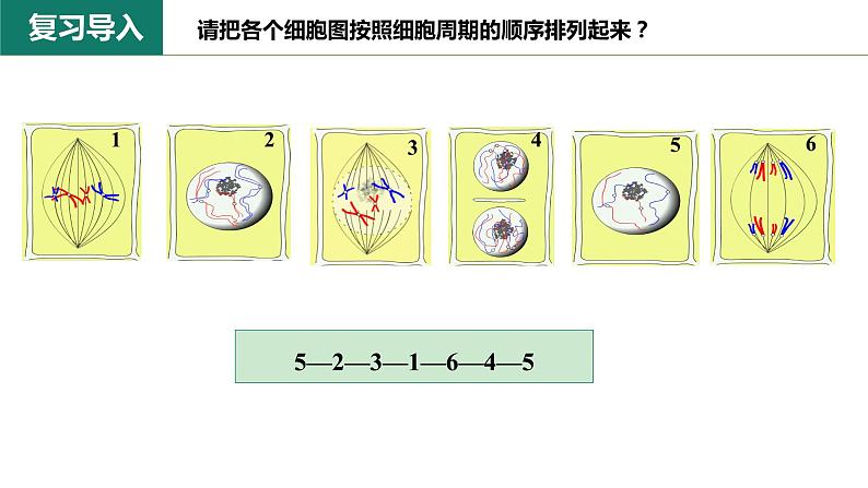 6.1.2 动物细胞的有丝分裂、真核细胞的无丝分裂及观察根尖分生区组织细胞的有丝分裂课件PPT03