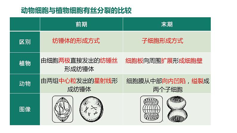 6.1.2 动物细胞的有丝分裂、真核细胞的无丝分裂及观察根尖分生区组织细胞的有丝分裂课件PPT04