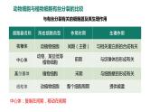 6.1.2 动物细胞的有丝分裂、真核细胞的无丝分裂及观察根尖分生区组织细胞的有丝分裂课件PPT