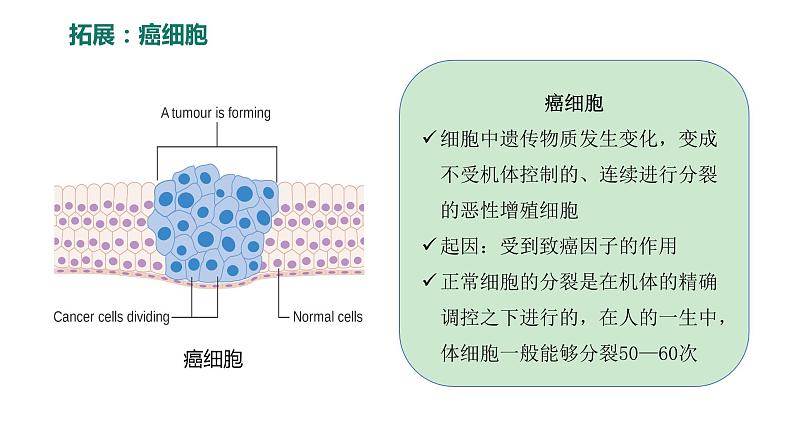 6.1.2 动物细胞的有丝分裂、真核细胞的无丝分裂及观察根尖分生区组织细胞的有丝分裂课件PPT06